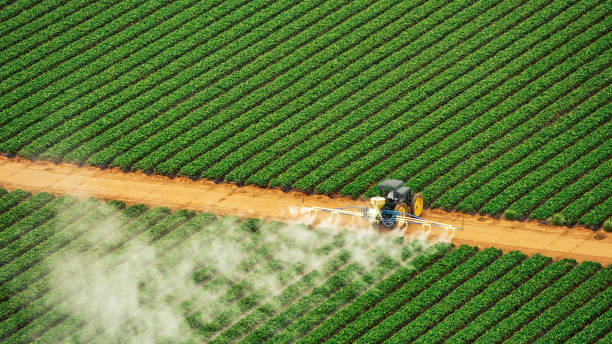 Best Local Pest Control Services  in Smackover, AR