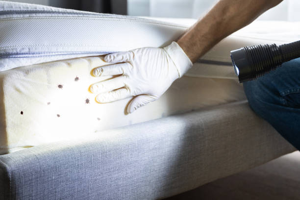 Best Wasp Removal Services  in Smackover, AR