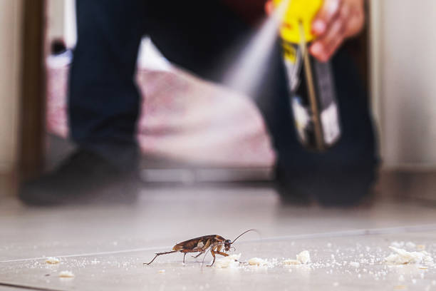 Best Wasp Removal Services  in Smackover, AR