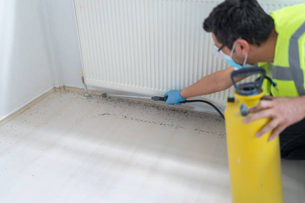 Best Ant Control Services  in Smackover, AR